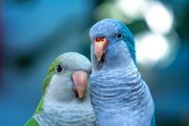 Güzel papağanın yakın görüntüsü