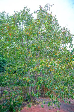 Güzel botanik fotoğrafı, doğal duvar kağıdı.