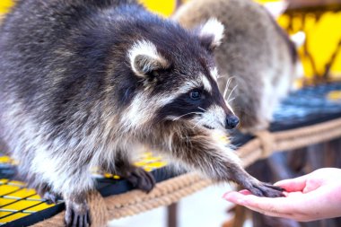 Adam parkta bir sincabı besliyor..