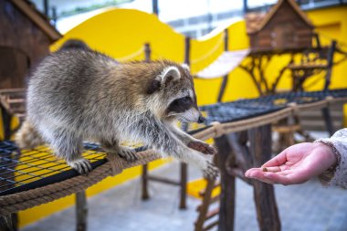 Tatlı bir kız bir maymunla oynuyor.