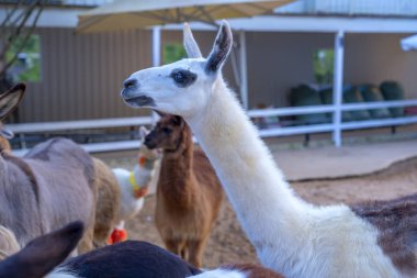 Hayvanat bahçesindeki alpaka portresi