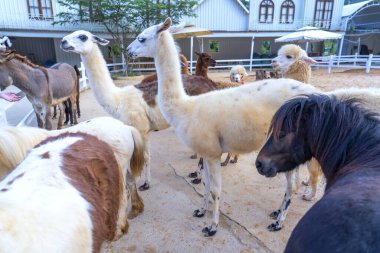 Çiftlikte bir grup at..