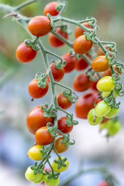 Bir demet olgun kırmızı ve sarı domatesleri yakın çekim