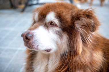 Şirin bir köpeğin portresi.