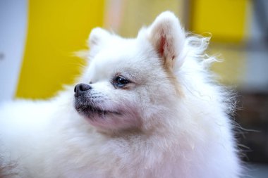 Kameraya bakan sevimli Pomeranian köpeği.