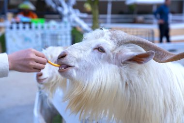 Beyaz gömlekli genç bir adam çiftlikte keçi yiyor.