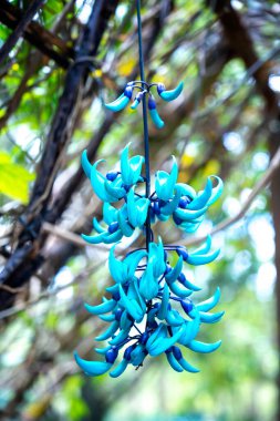 Bahçedeki mavi çiçekler