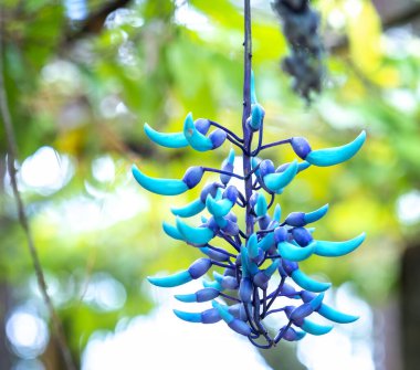 Bir dalda mavi ve sarı tesisat çiçekleri