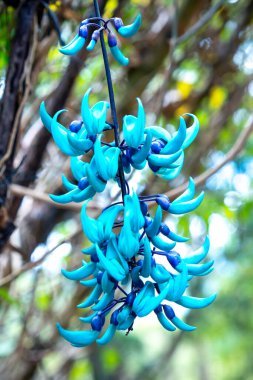 Bahçedeki mavi çiçek