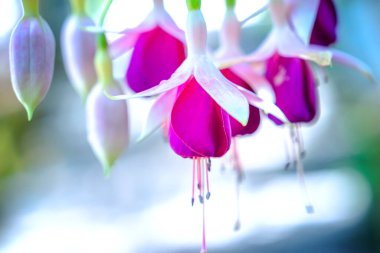 güzel mor orkide çiçek yakın çekim