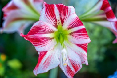 Kırmızı ve beyaz zambak çiçekler