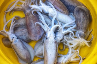 Taze deniz ahtapotu pişmeye hazır.