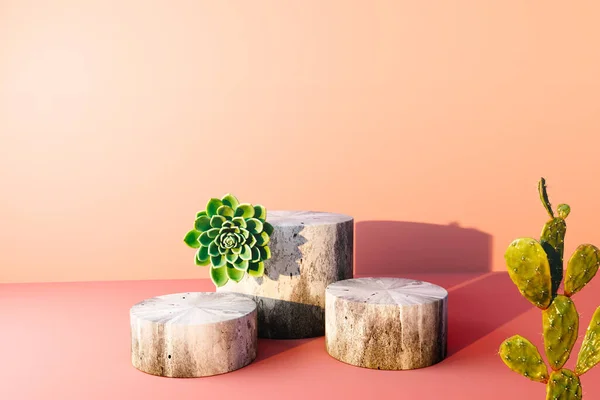 Sukulenty Kaktus Kamennými Pódiemi Vykreslování — Stock fotografie