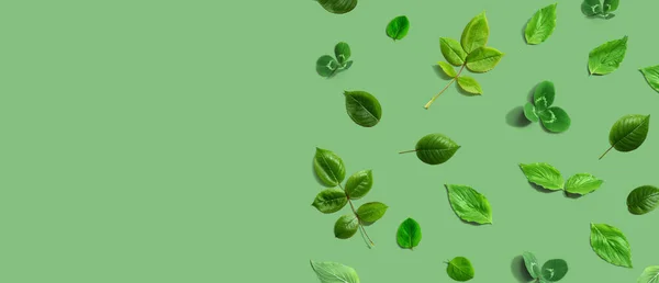 Зеленый Лист Границы Дизайн Фона Плоский Лежал — стоковое фото