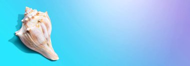 Deniz kabuğu manzaralı yaz konsepti - düz yatıyordu