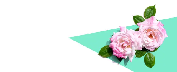粉色玫瑰 俯瞰头顶 免版税图库图片