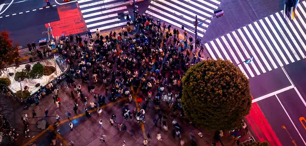 空中鸟瞰涩谷 日本在夜间 免版税图库图片