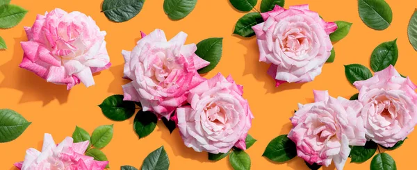 Roses Roses Avec Des Feuilles Vertes Vue Aérienne Couché Plat — Photo