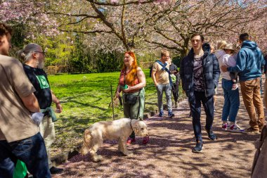 Danimarka 'nın Kopenhag kentindeki Bispegjerg mezarlığındaki kiraz ağacını ziyaret eden insanlar.
