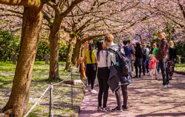 Danimarka 'nın Kopenhag kentindeki Bispegjerg mezarlığındaki kiraz ağacını ziyaret eden insanlar.