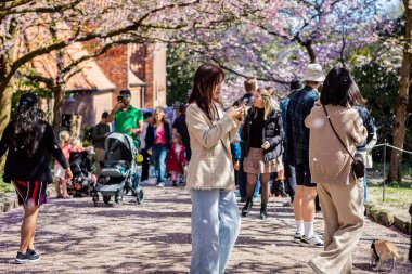 Danimarka 'nın Kopenhag kentindeki Bispegjerg mezarlığındaki kiraz ağacını ziyaret eden insanlar.