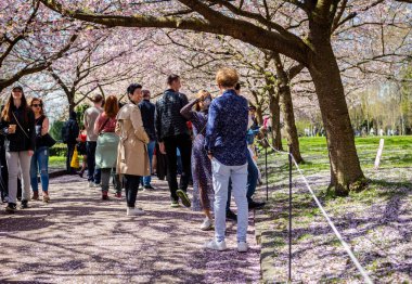 Danimarka 'nın Kopenhag kentindeki Bispegjerg mezarlığındaki kiraz ağacını ziyaret eden insanlar.