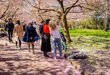 Danimarka 'nın Kopenhag kentindeki Bispegjerg mezarlığındaki kiraz ağacını ziyaret eden insanlar.