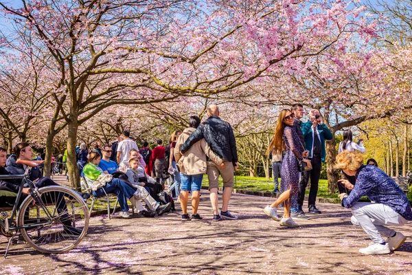 People Visiting Cherry Tree Spring Blossom Bispegjerg Cemetery Copenhagen Denmark — Stock Photo, Image