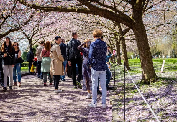 stock image People visiting the cherry tree spring blossom at Bispegjerg cemetery in Copenhagen, Denmark