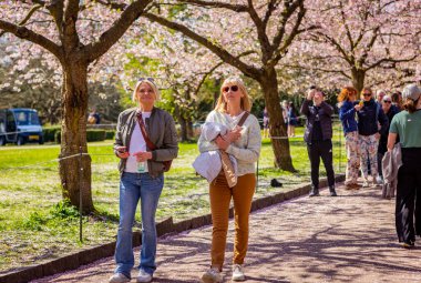 Danimarka 'nın Kopenhag kentindeki Bispegjerg mezarlığındaki kiraz ağacını ziyaret eden insanlar.