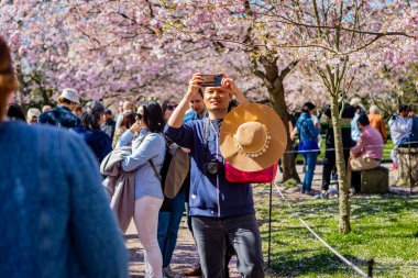 Danimarka 'nın Kopenhag kentindeki Bispegjerg mezarlığındaki kiraz ağacını ziyaret eden insanlar.