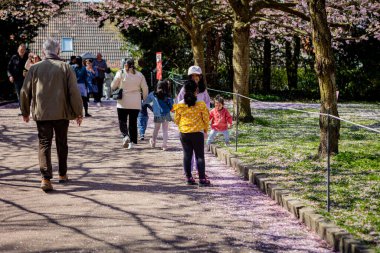 Danimarka 'nın Kopenhag kentindeki Bispegjerg mezarlığındaki kiraz ağacını ziyaret eden insanlar.