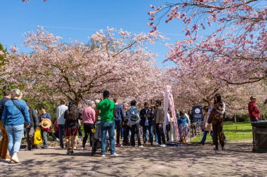 Danimarka 'nın Kopenhag kentindeki Bispegjerg mezarlığındaki kiraz ağacını ziyaret eden insanlar.