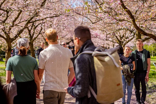 stock image People visiting the cherry tree spring blossom at Bispegjerg cemetery in Copenhagen, Denmark