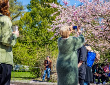 Danimarka 'nın Kopenhag kentindeki Bispegjerg mezarlığında kiraz ağacının bahar çiçeğini alan kadın.