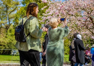 Danimarka 'nın Kopenhag kentindeki Bispegjerg mezarlığında kiraz ağacının bahar çiçeğini alan kadın.