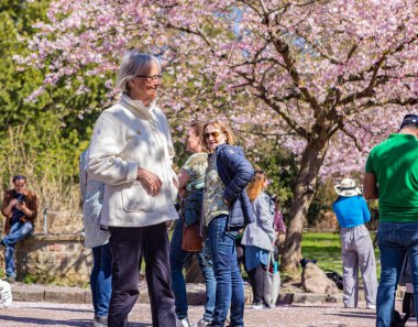 Danimarka 'nın Kopenhag kentindeki Bispegjerg mezarlığında kiraz ağacını ziyaret eden yaşlı bir kadın.
