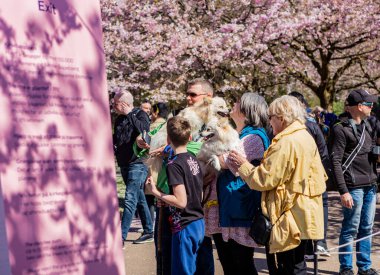 Danimarka 'nın Kopenhag kentindeki Bispegjerg mezarlığındaki kiraz ağacını ziyaret eden insanlar.