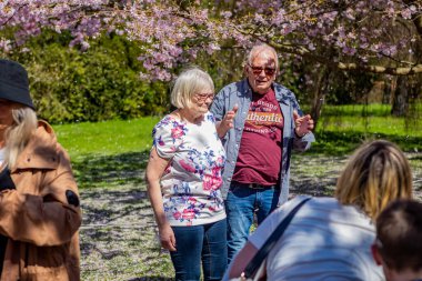 Danimarka 'nın Kopenhag kentindeki Bispegjerg mezarlığında kiraz ağacı bahar çiçeklerini ziyaret eden yaşlı bir çift.