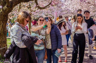 Danimarka 'nın Kopenhag kentindeki Bispegjerg mezarlığında kiraz ağacının bahar çiçeklerinde selfie çeken insanlar.
