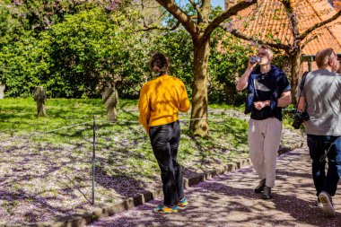 Danimarka 'nın Kopenhag kentindeki Bispegjerg mezarlığındaki kiraz ağacını ziyaret eden insanlar.