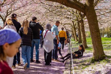Danimarka 'nın Kopenhag kentindeki Bispegjerg mezarlığındaki kiraz ağacını ziyaret eden insanlar.