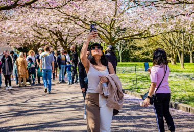 Danimarka, Kopenhag 'daki Bispegjerg mezarlığında kiraz ağacı bahar çiçeği açarken selfie çeken kadın.