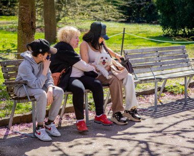 Danimarka 'nın Kopenhag kentindeki Bispegjerg mezarlığında kiraz ağacını ziyaret eden köpekli bir aile.