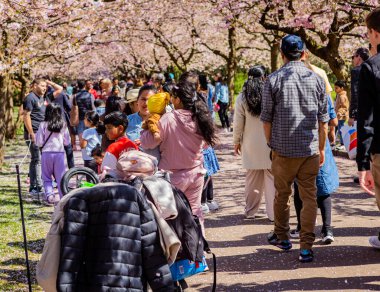 Danimarka 'nın Kopenhag kentindeki Bispegjerg mezarlığındaki kiraz ağacını ziyaret eden insanlar.