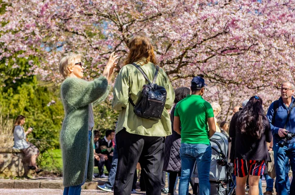 stock image People visiting the cherry tree spring blossom at Bispegjerg cemetery in Copenhagen, Denmark