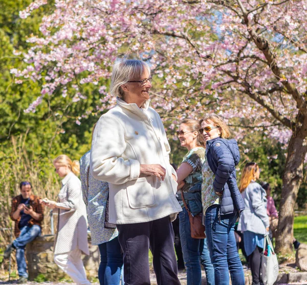 Stock image Elderly woman visiting the cherry tree spring blossom at Bispegjerg cemetery in Copenhagen, Denmark