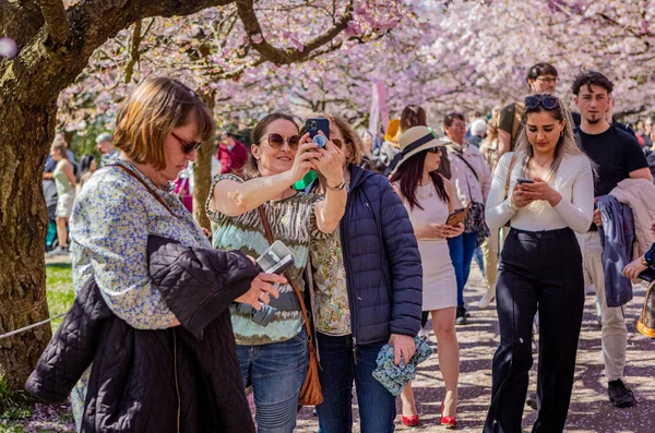 Danimarka 'nın Kopenhag kentindeki Bispegjerg mezarlığında kiraz ağacının bahar çiçeklerinde selfie çeken insanlar.