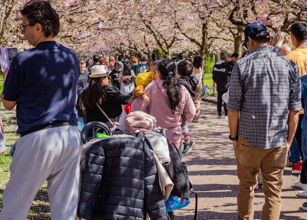 stock image People visiting the cherry tree spring blossom at Bispegjerg cemetery in Copenhagen, Denmark