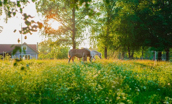 Лошади Солнцем Летнем Лугу — стоковое фото